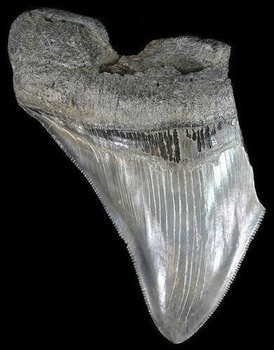 Partial, Serrated, Fossil Megalodon Tooth #53016